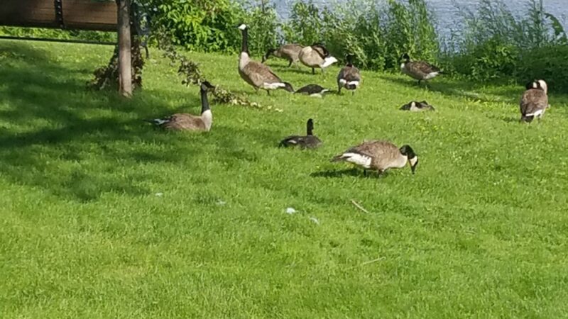 CH McAlister Park - Mapleview, MN