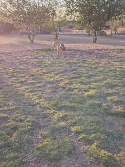 Tangerine Sky Community - Dog Park - Marana, AZ