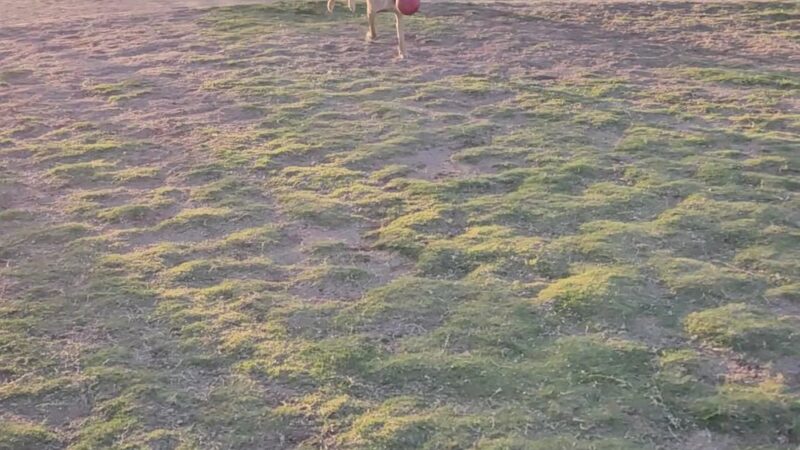 Tangerine Sky Community - Dog Park - Marana, AZ