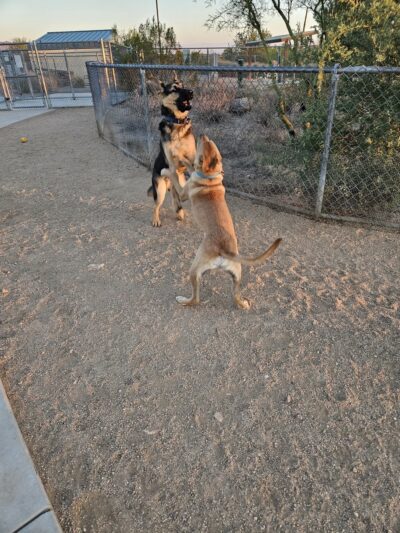 Tangerine Sky Community - Dog Park - Marana, AZ