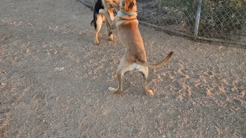 Tangerine Sky Community - Dog Park - Marana, AZ