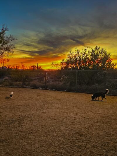 Tangerine Sky Community - Dog Park - Marana, AZ