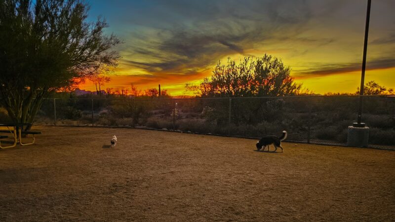 Tangerine Sky Community - Dog Park - Marana, AZ