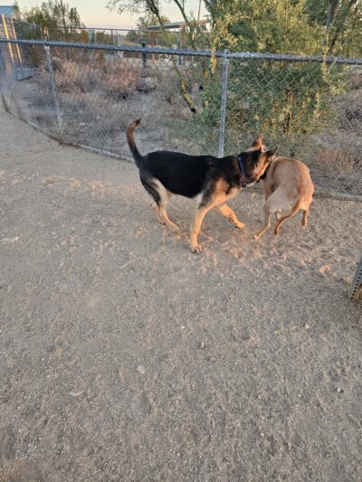 Tangerine Sky Community - Dog Park - Marana, AZ