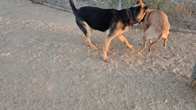 Tangerine Sky Community - Dog Park - Marana, AZ