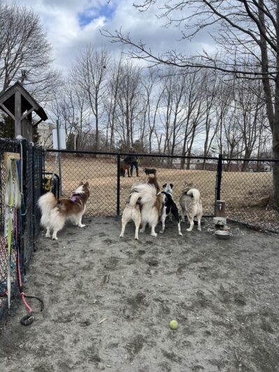 Marblehead Dog Park - Marblehead, MA