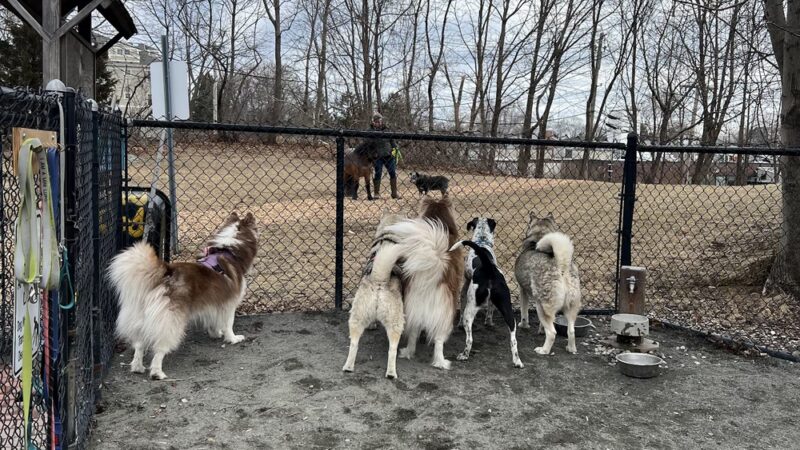 Marblehead Dog Park - Marblehead, MA