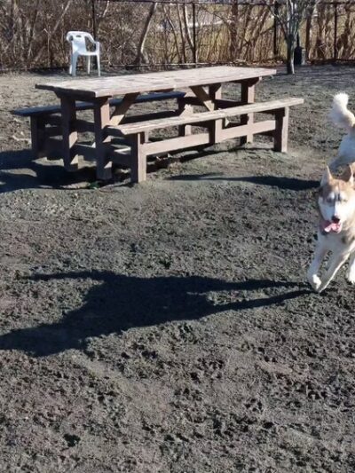 Marblehead Dog Park - Marblehead, MA