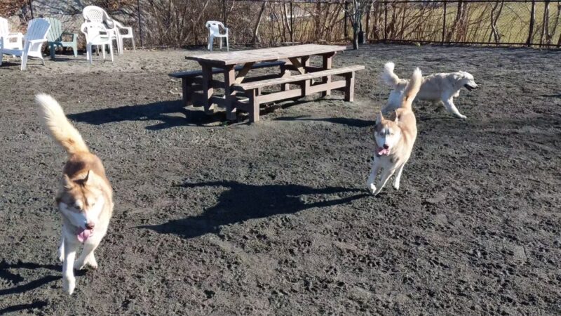 Marblehead Dog Park - Marblehead, MA