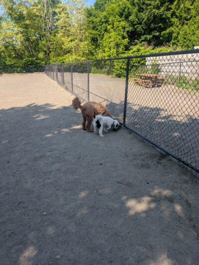 Marblehead Dog Park - Marblehead, MA