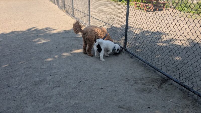 Marblehead Dog Park - Marblehead, MA