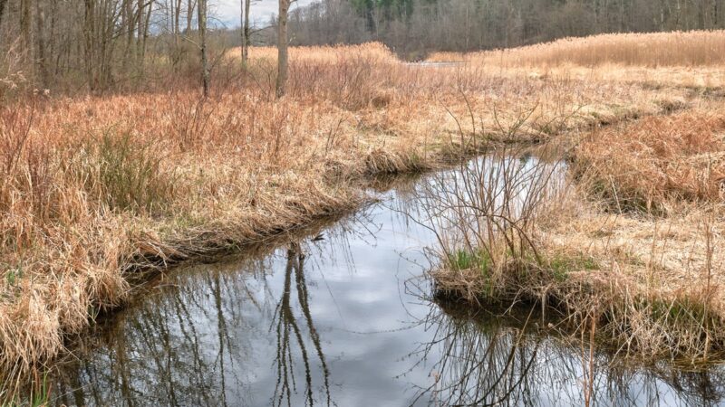 Skaneateles Conservation Area - Marcellus, NY