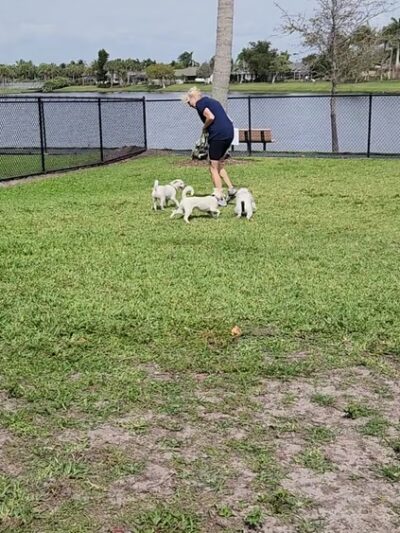Canine Cove Dog Park - Marco Island, FL