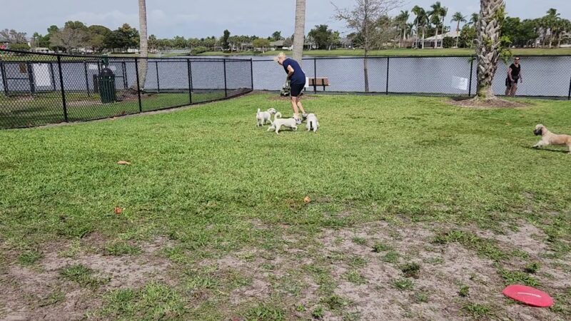 Canine Cove Dog Park - Marco Island, FL