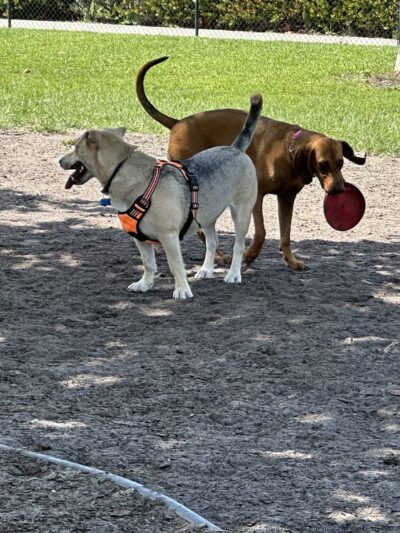 Canine Cove Dog Park - Marco Island, FL