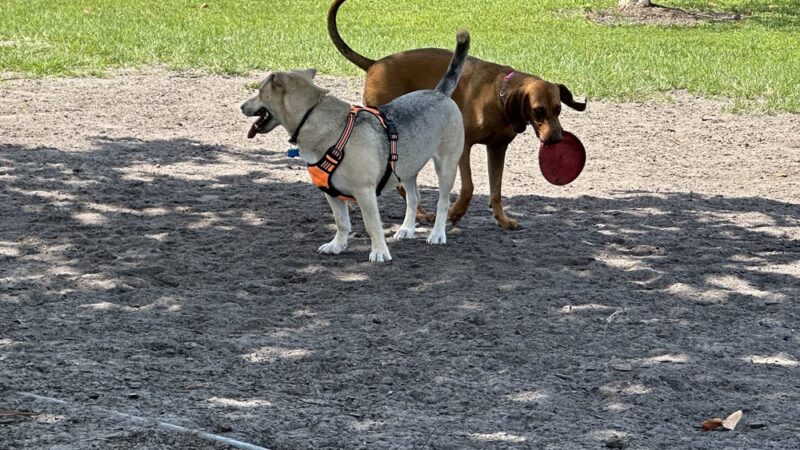 Canine Cove Dog Park - Marco Island, FL