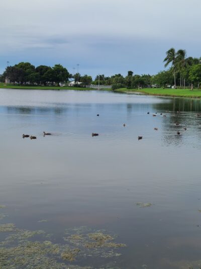 Canine Cove Dog Park - Marco Island, FL