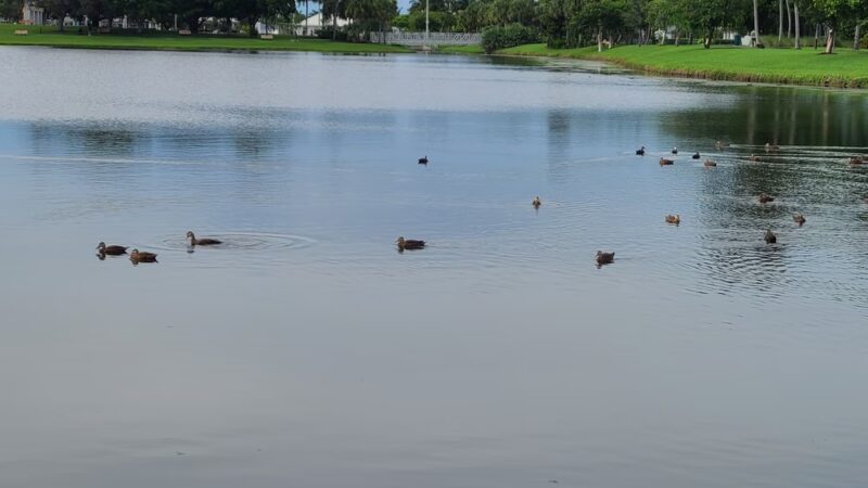 Canine Cove Dog Park - Marco Island, FL