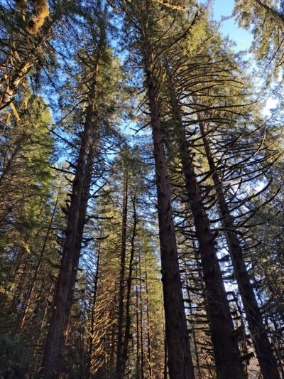 Shotgun Creek Recreation Site - Marcola, OR