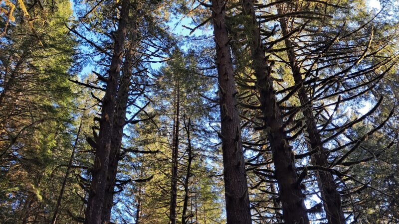 Shotgun Creek Recreation Site - Marcola, OR