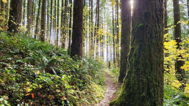 Shotgun Creek Recreation Site - Marcola, OR