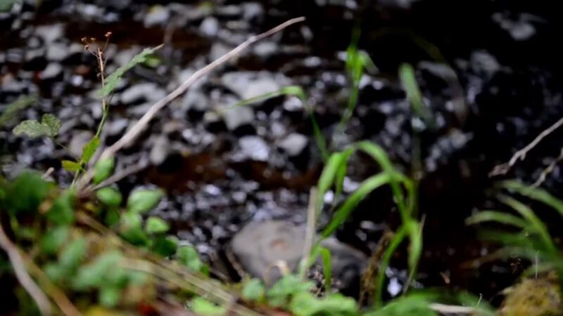 Shotgun Creek Recreation Site - Marcola, OR