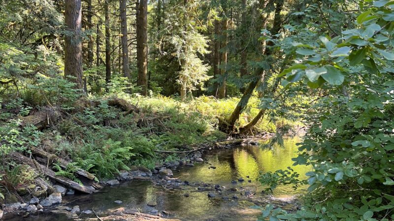 Shotgun Creek Recreation Site - Marcola, OR