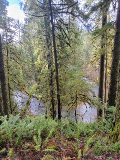 Shotgun Creek Trailhead - Marcola, OR
