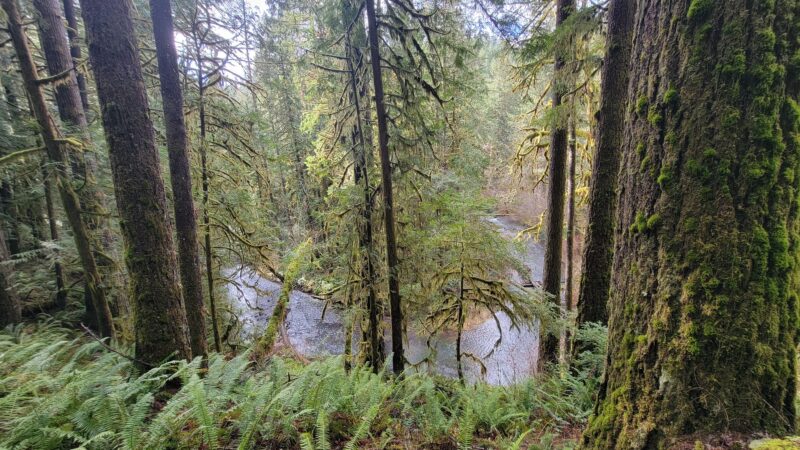 Shotgun Creek Trailhead - Marcola, OR