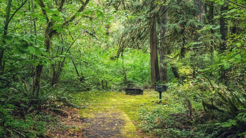 Shotgun Creek Trailhead - Marcola, OR