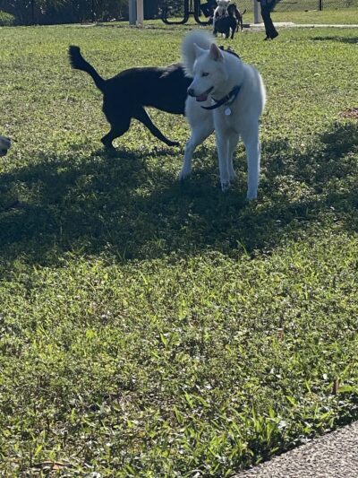 Dog Park- Firefighters Park - Margate, FL