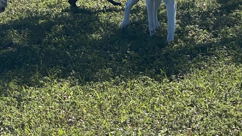Dog Park- Firefighters Park - Margate, FL
