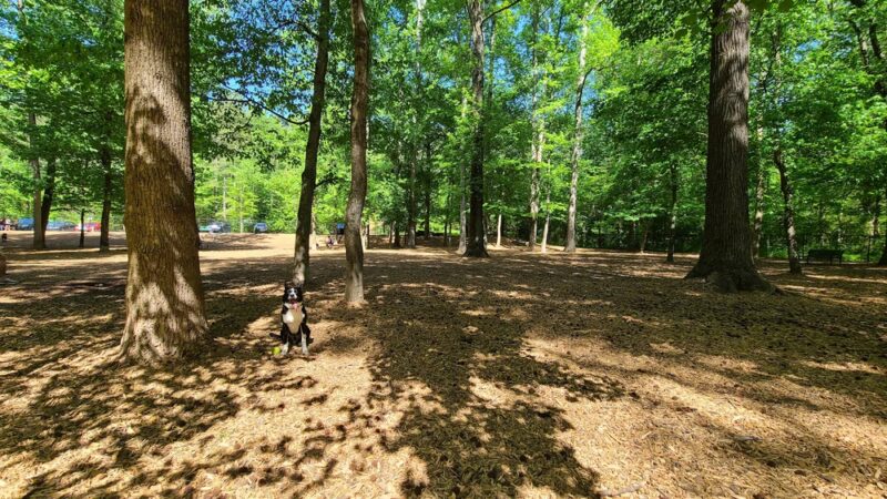 Sweat Mountain Dog Park - Marietta, GA