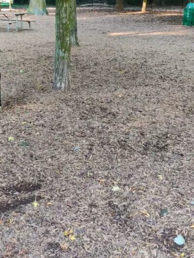 Sweat Mountain Dog Park - Marietta, GA