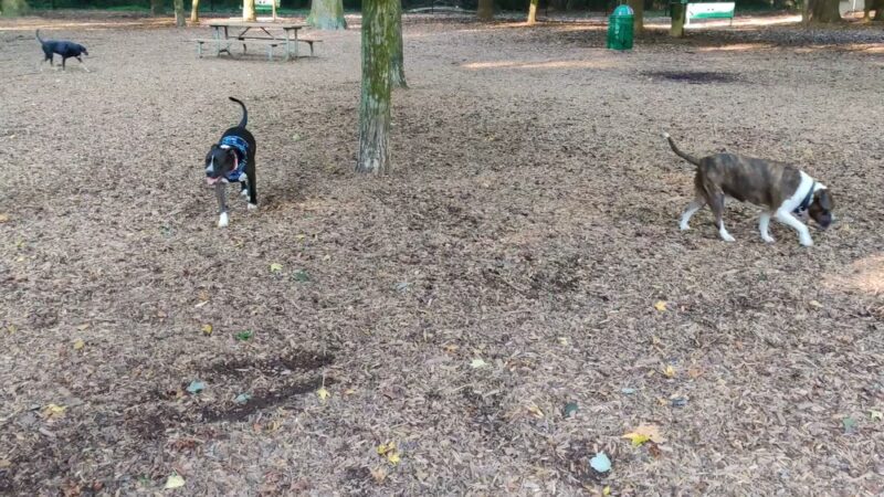 Sweat Mountain Dog Park - Marietta, GA