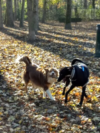 Sweat Mountain Dog Park - Marietta, GA
