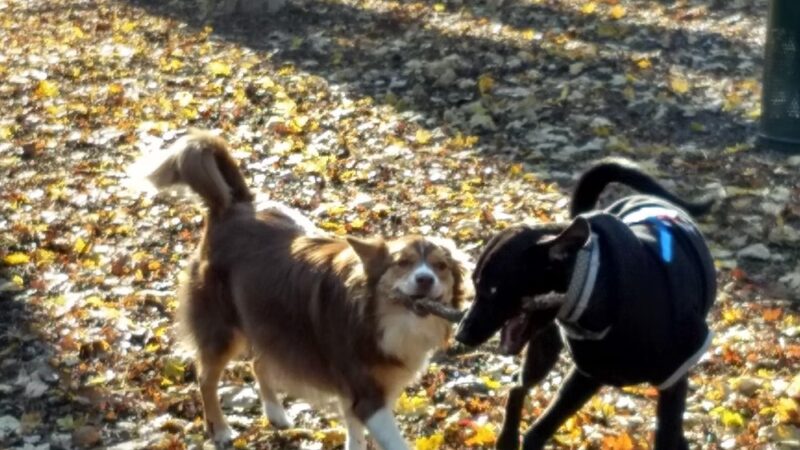 Sweat Mountain Dog Park - Marietta, GA