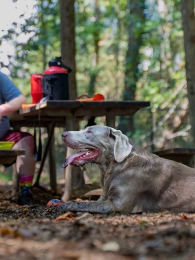 Sweat Mountain Dog Park - Marietta, GA