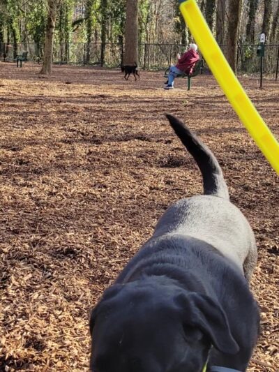 Sweat Mountain Dog Park - Marietta, GA