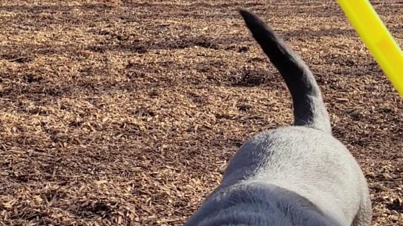 Sweat Mountain Dog Park - Marietta, GA