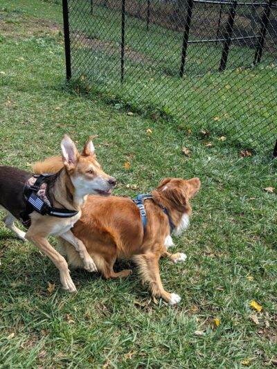 Marion Dog Park - Marion, VA