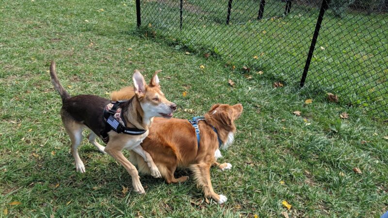Marion Dog Park - Marion, VA