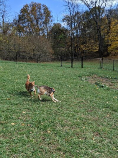 Marion Dog Park - Marion, VA