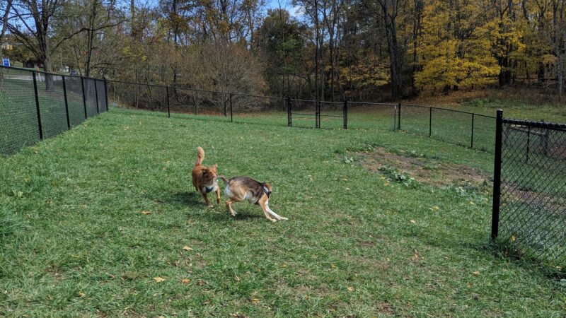 Marion Dog Park - Marion, VA