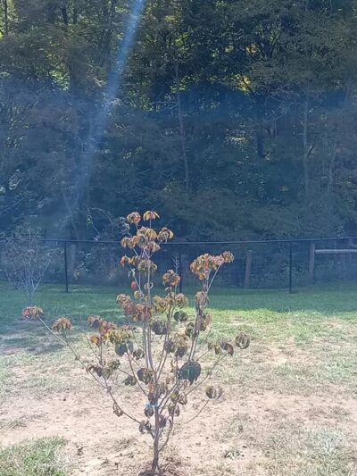 Marion Dog Park - Marion, VA