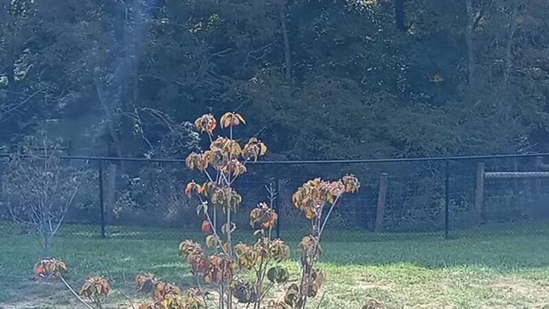 Marion Dog Park - Marion, VA