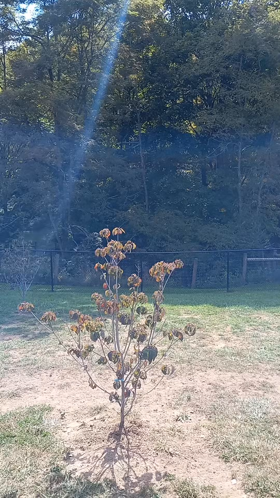 Marion Dog Park - Marion, VA