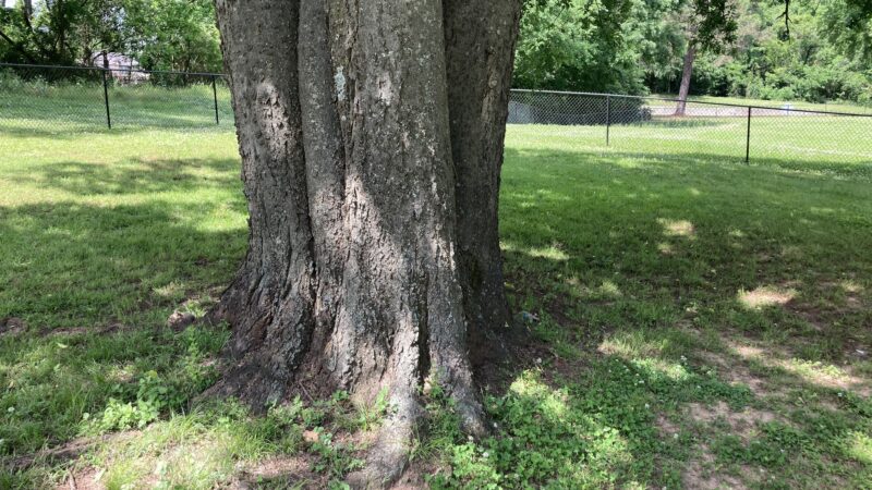 Bath-Miller Park - Marshall, TX