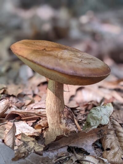 Burgess Park - Marstons Mills, MA