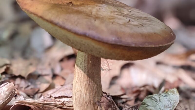 Burgess Park - Marstons Mills, MA